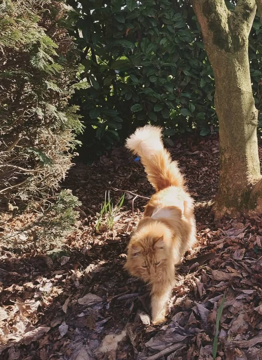 Mishandelde kat