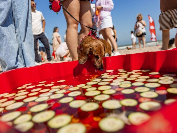 Meer dan 300 Pet Parents en 200 teckels op 1e Belgische Just Russel Sausage Walk In Blankenberge