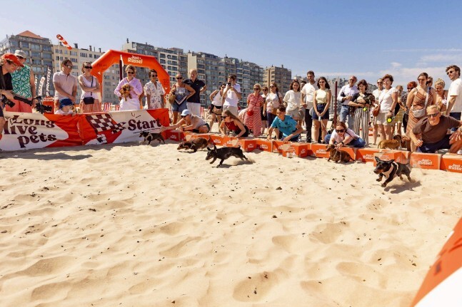 Meer dan 300 Pet Parents en 200 teckels op 1e Belgische Just Russel Sausage Walk In Blankenberge