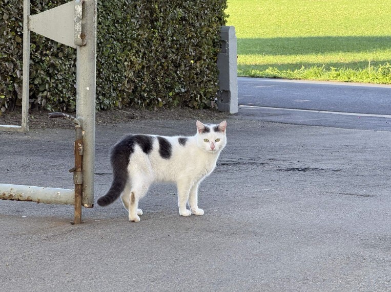 Jeroen (40) uit Poperinge rijdt 6 dagen rond met kater Hormouz onder motorkap