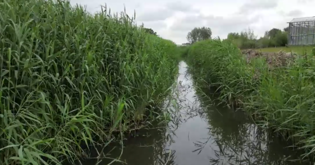 Vervuiling Vervuiling in Mandel onder controle na lozing… | Focus en WTV