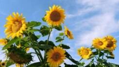 Weer 13 augustus 2026 - zonnebloemen - zomer