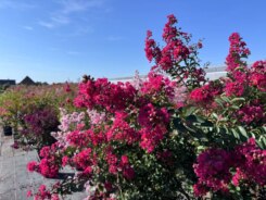 Lagerstroemia