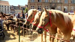 Paardenmarkt Torhout