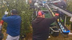 Perenpluk 3