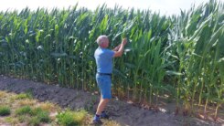 Gewassen lijden onder droogte, oppompverbod is slecht nieuws voor boeren: "Deze zomer zal die van 1976 overtreffen"