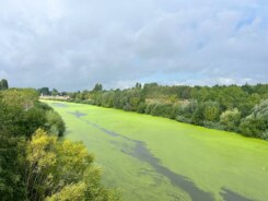Groene leie