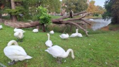 Zwanen brugge 1