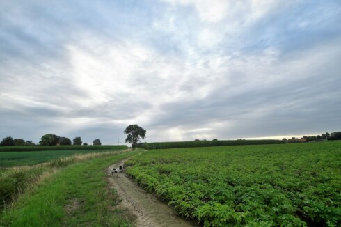 MEULEBEKE weer weide