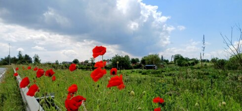 2024 05 22 140332 Oostrozebeke Ronny Popelier