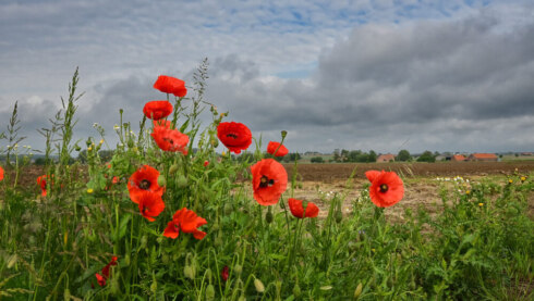 Weer - klaproos - poppies