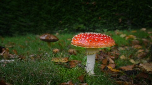Weer - herfst - paddenstoel