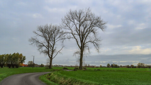2024 11 17 110000 Avelgem Willy Huys