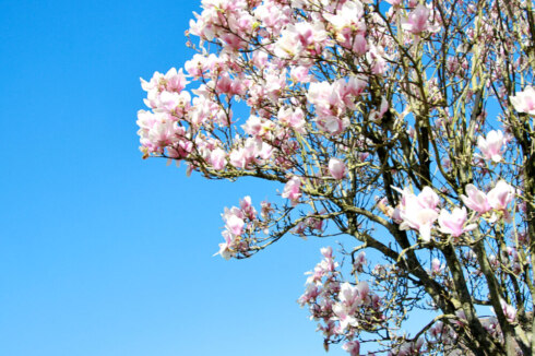 Weer - magnolia