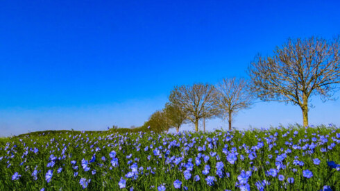 Weer - lente