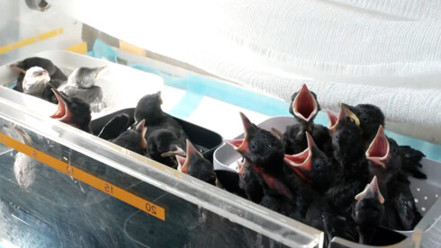 Drukte in vogelopvangcentrum in Oostende door hitte