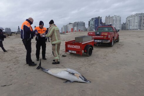 Dolfijn Oostende