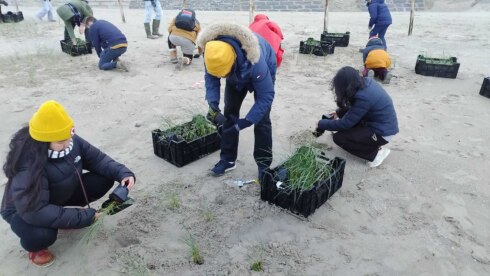 Aanplant helmgras