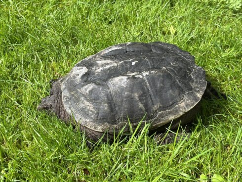Bijtschildpad 1