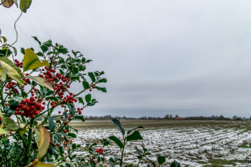 weer sneeuw