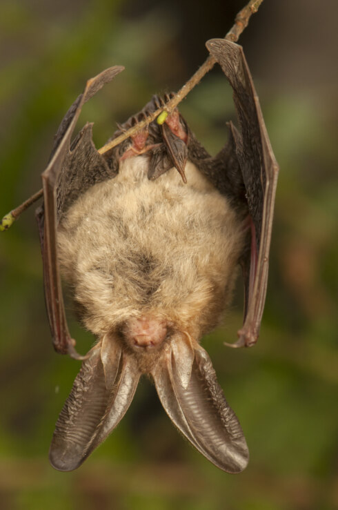 Grootoorvleermuis Adobe Stock 2