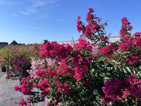 Lagerstroemia
