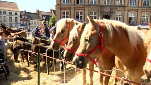 Paardenmarkt Torhout