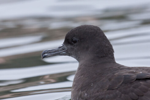 Puffinus griseus near Avila Beach California USA upper body 8a