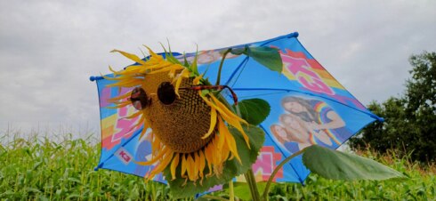 Kachtem weerbericht zonnebloem