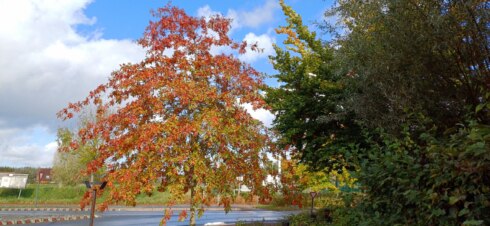 Ronny Popelier Kachtem boom herfst zon weer