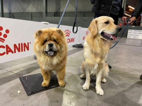 Eurodogshow 2023 Kortrijk Golden Retriever