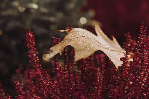 Herfst