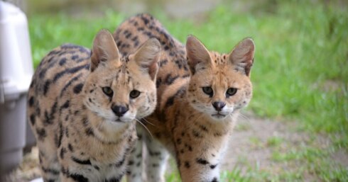 Serval3