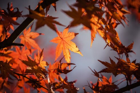 Weerfoto herfst