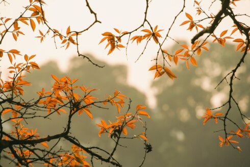 Weerfoto herfst