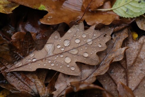 Weerfoto regen herfst