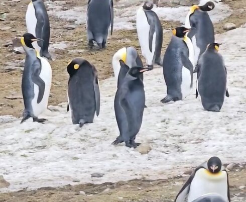 Zwarte pinguin 1