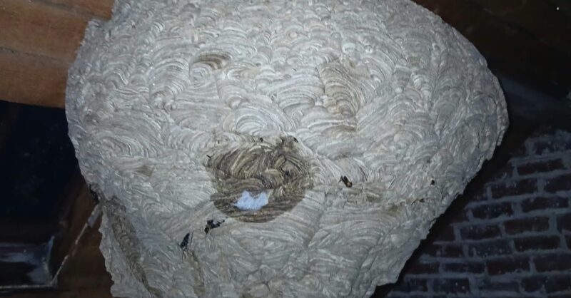 Gigan­tisch nest van Azi­a­ti­sche hoor­naars ont­dekt in leeg­staand huis in Ieper
