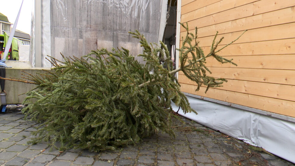 Kerstboomophaling