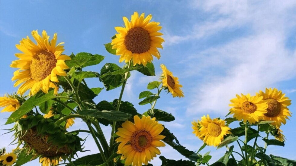 Weer 13 augustus 2026 - zonnebloemen - zomer