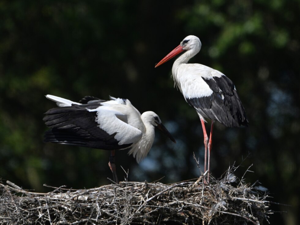 Ooievaars Nest 1