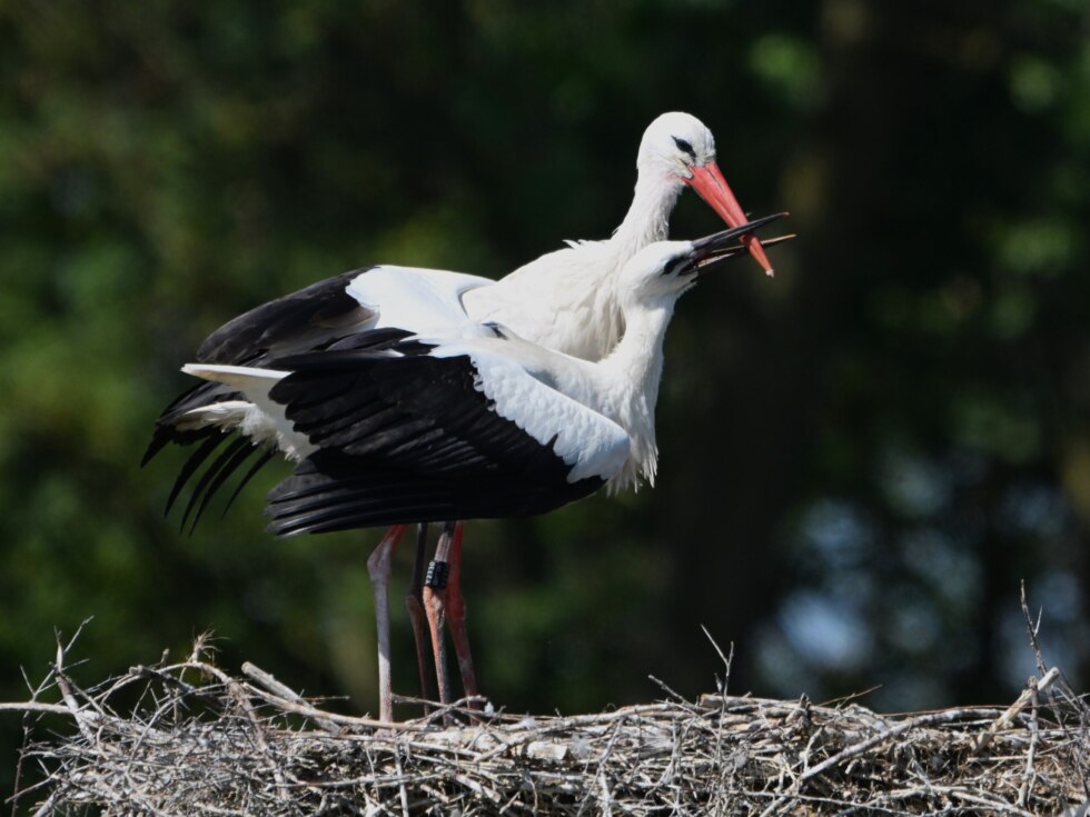 Ooievaars Nest 2