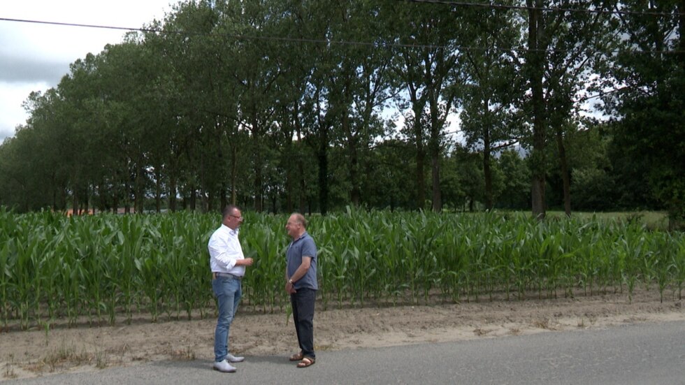 Bomen Wingene 2
