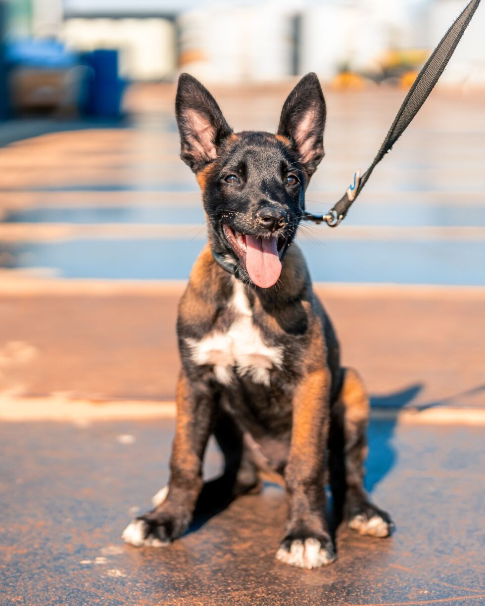 Brutus politiehond