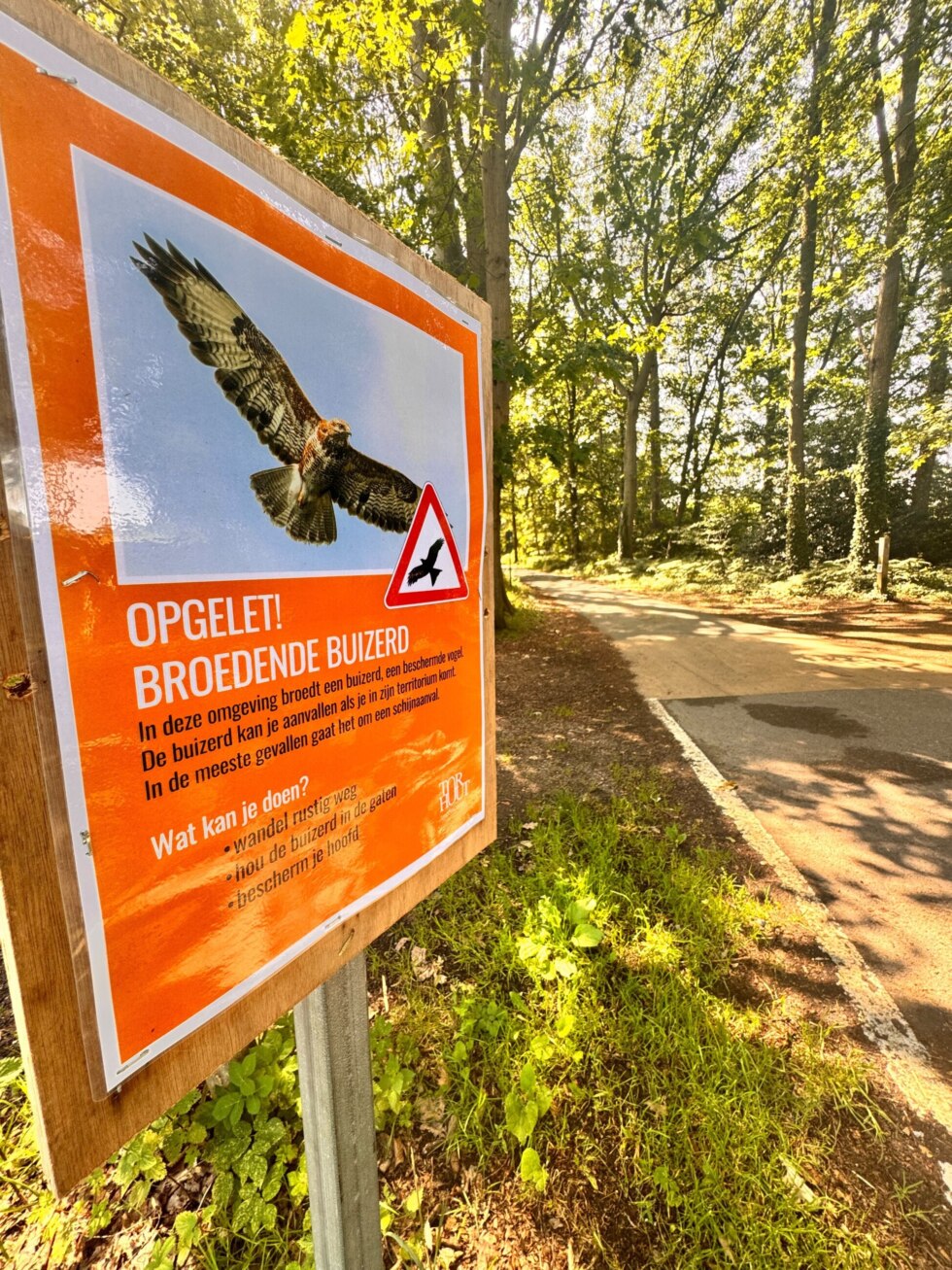 Buizerd bord