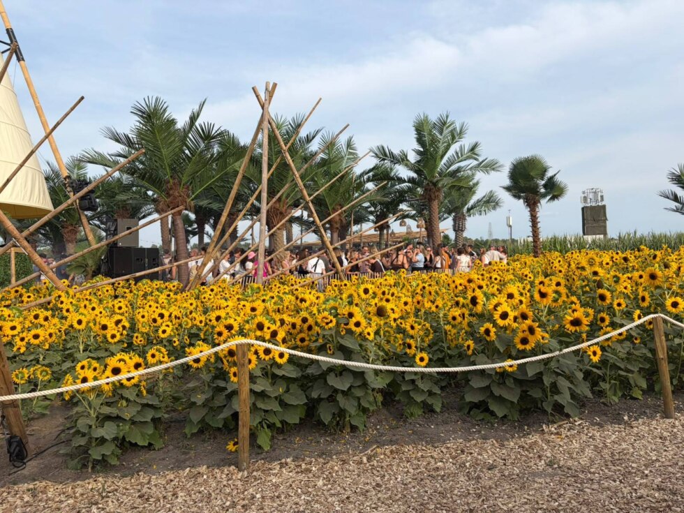 Campo Solar4