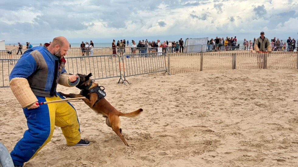 K9 day 3