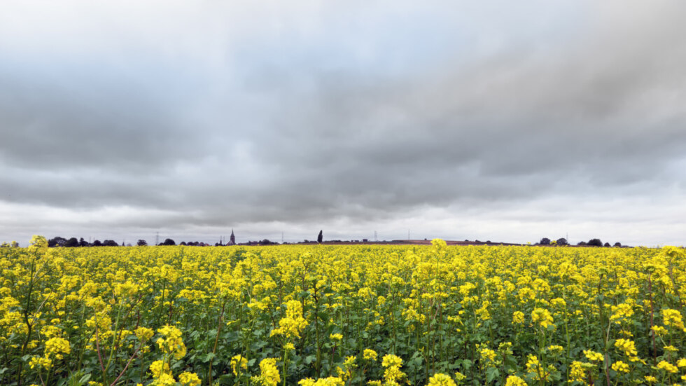 weer bloemen bewolkt