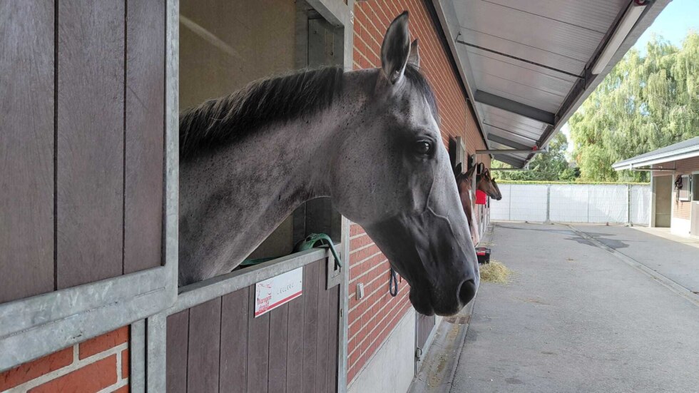 Paardenkeuring Waregem Koerse 2