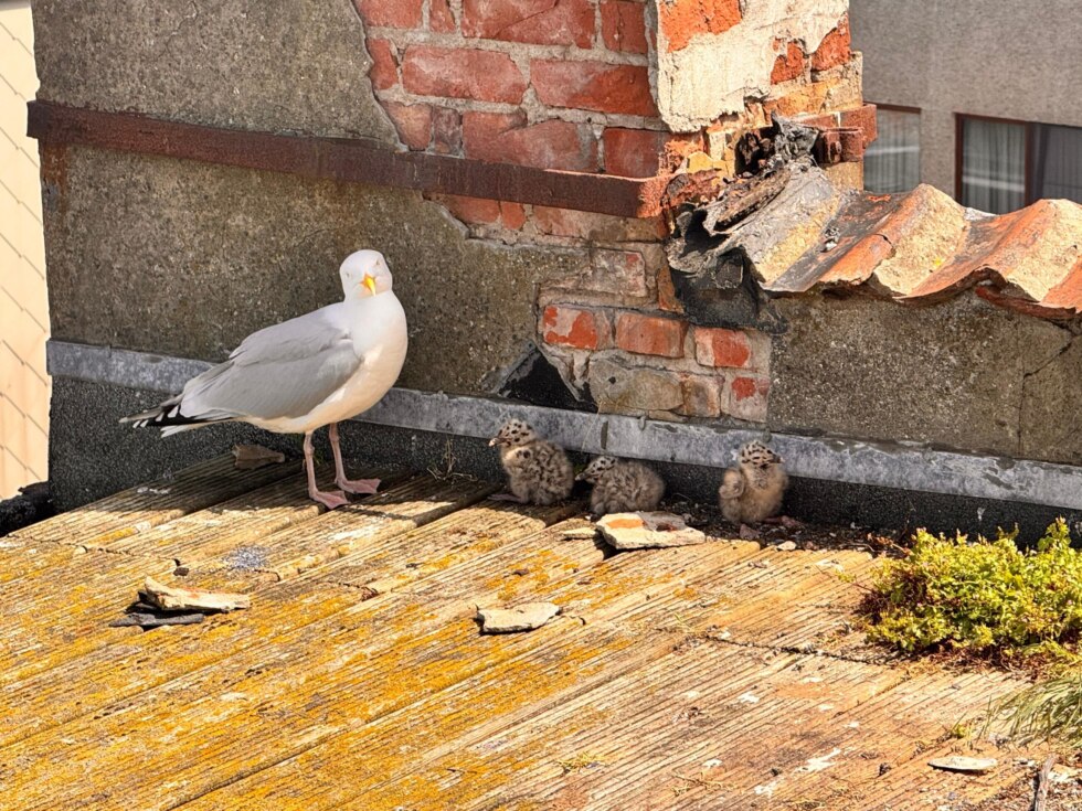 Drukte in vogelopvangcentrum in Oostende door hitte: "Elke dag een 40-tal dieren in nood binnengebracht"